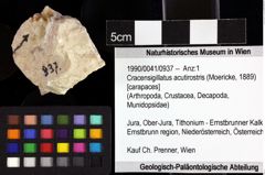 Foto (Objket + Etiketten) von Cracensigillatus acutirostris (Moericke, 1889) 